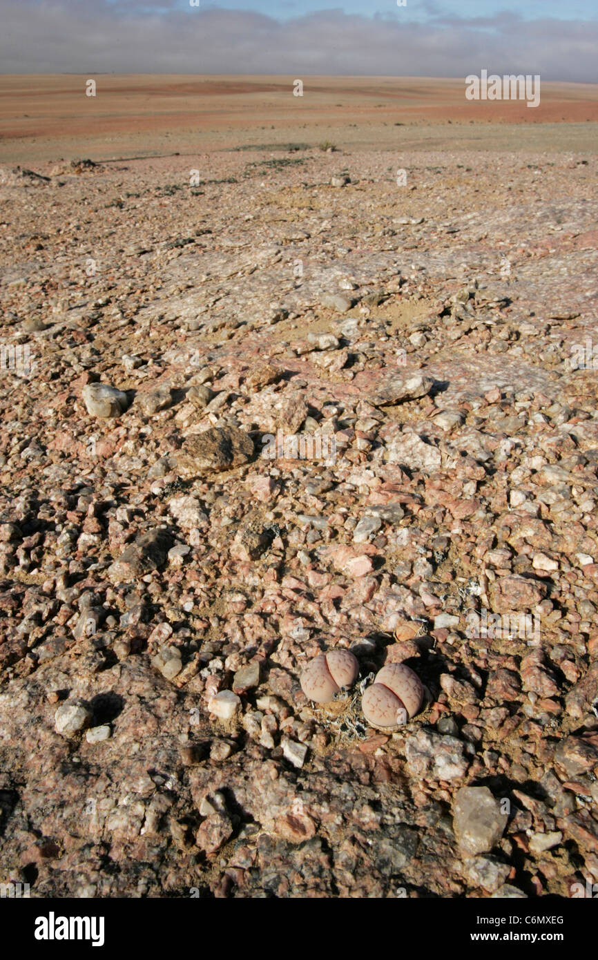 Un paysage désolé avec plantes en pierre (Lithops) visible dans l'avant-plan Banque D'Images