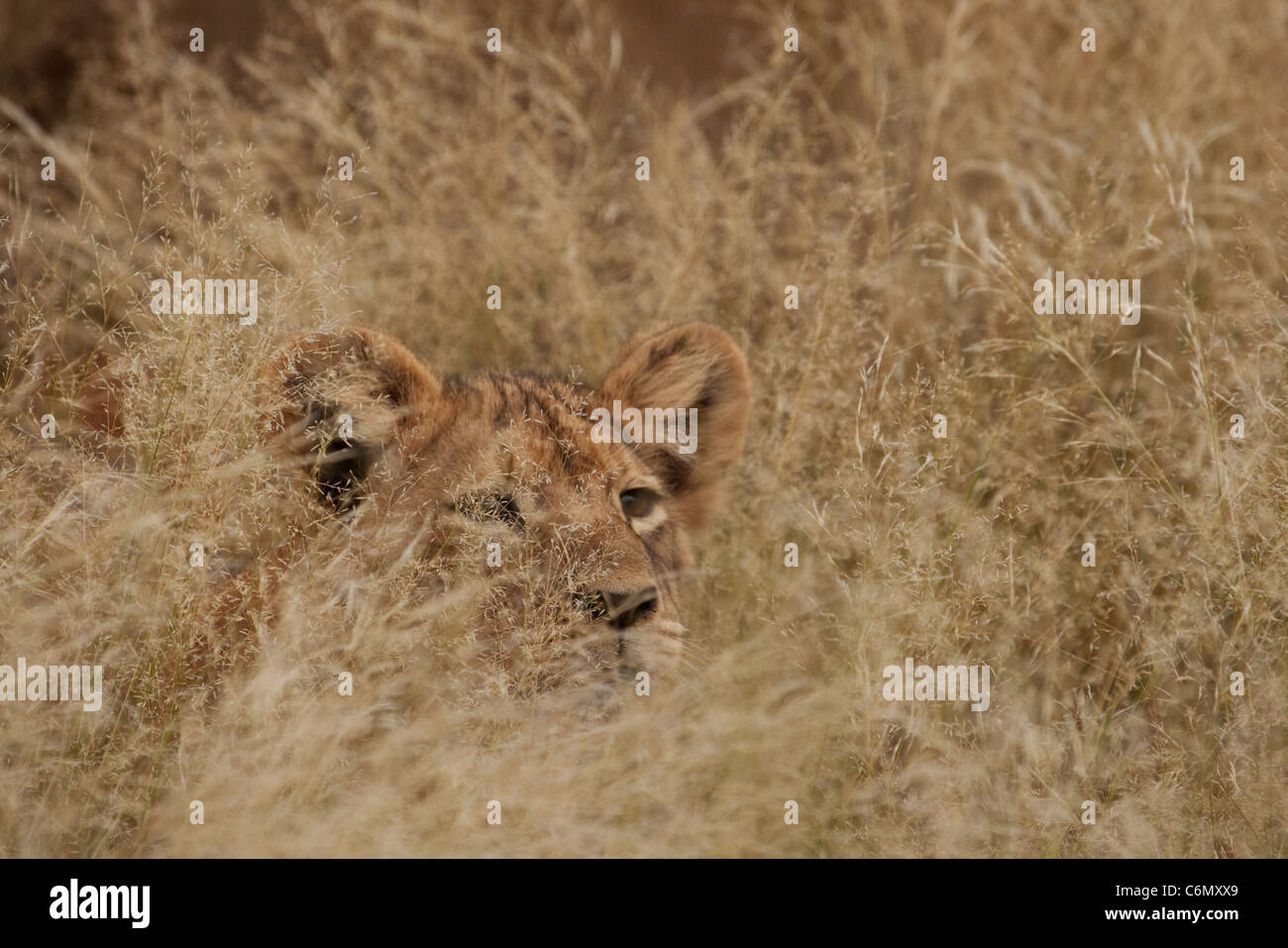 Lion cub dans de l'herbe sèche Banque D'Images