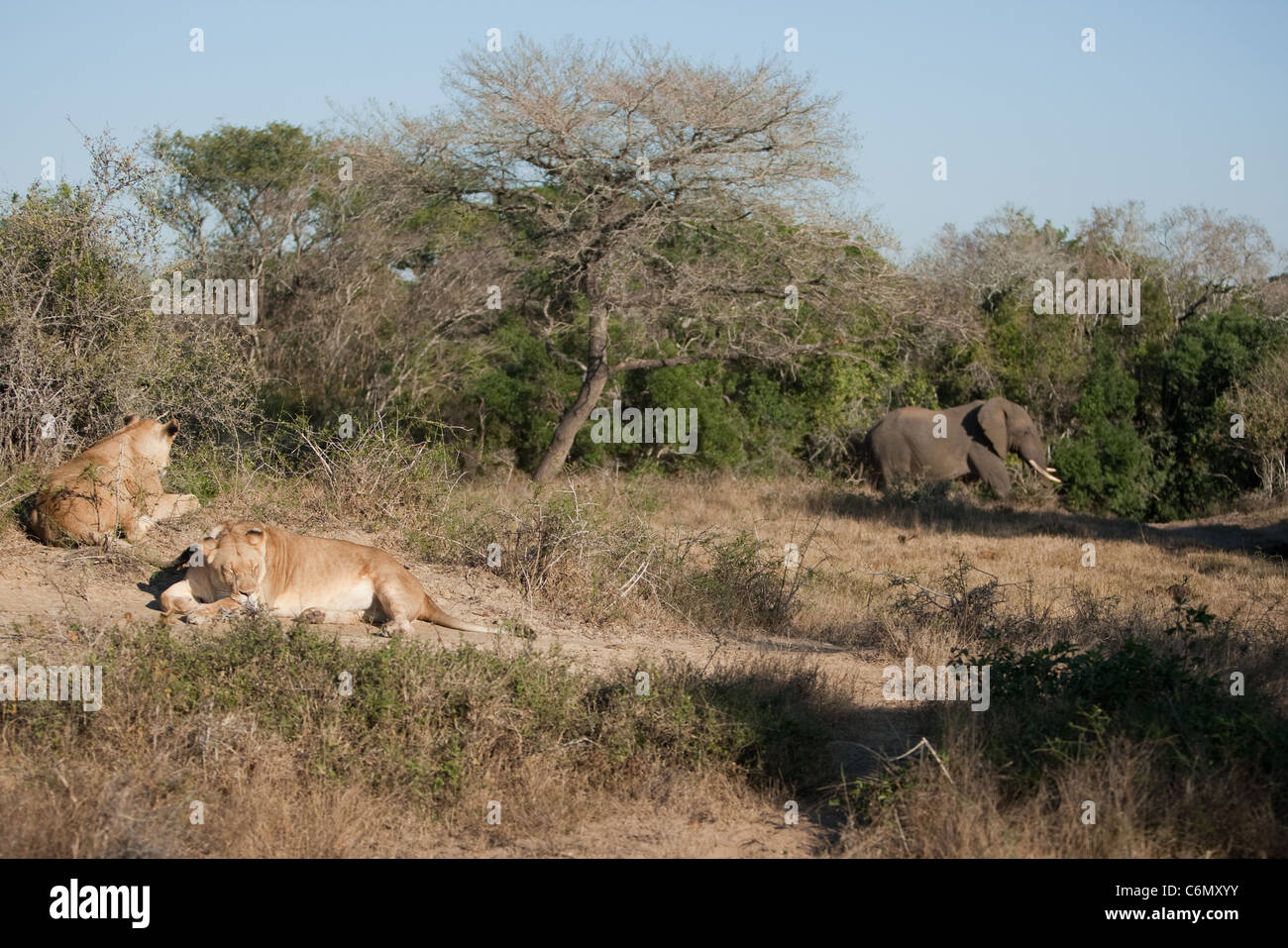 Les Lions se reposant et un éléphant à proximité de navigation Banque D'Images