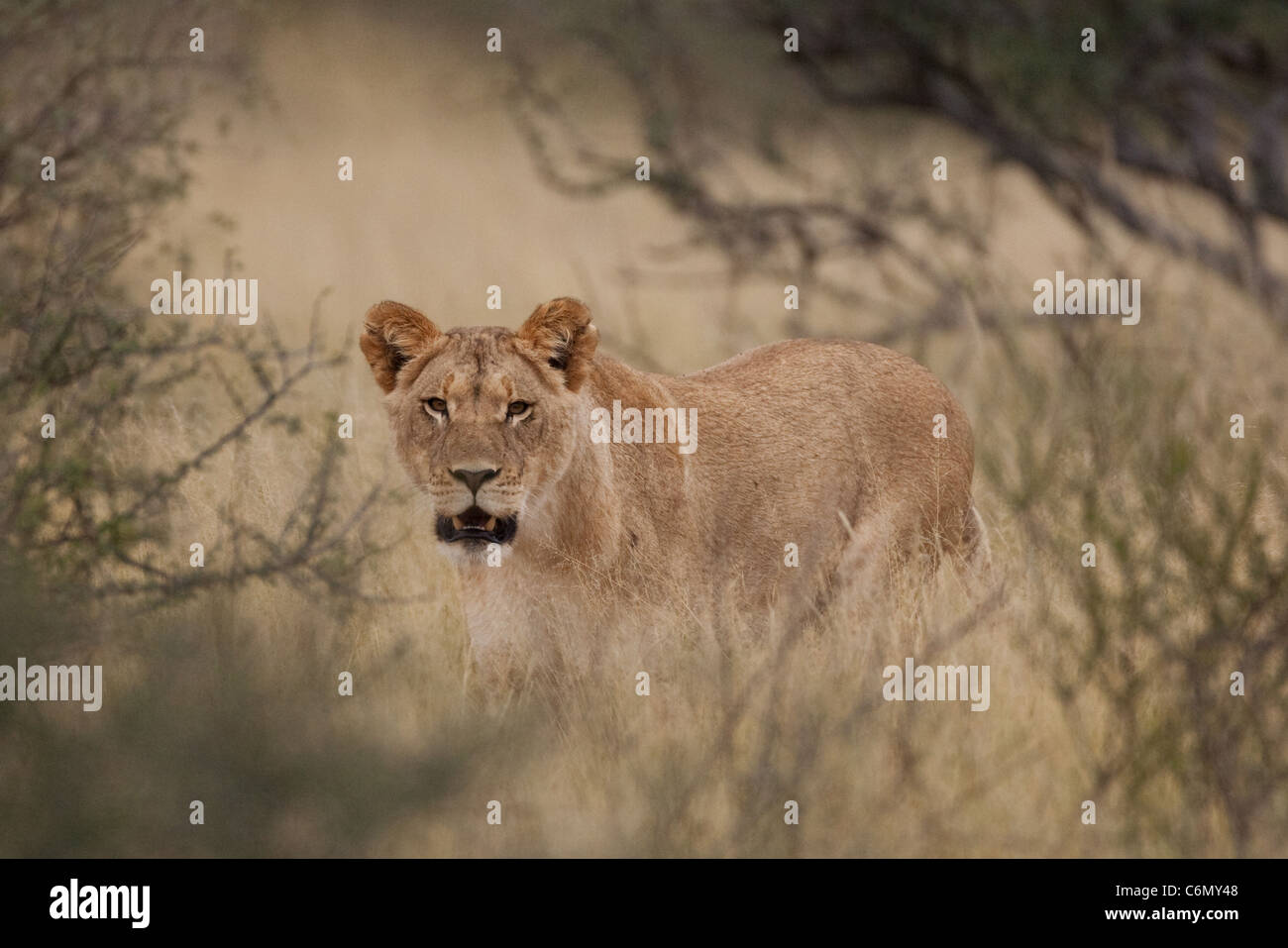 Lionne dans l'herbe sèche et bush Banque D'Images