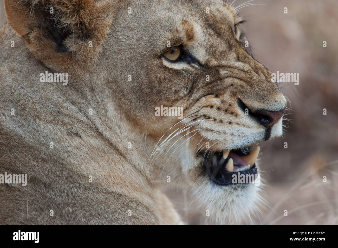 Snarling lionne close-up Banque D'Images