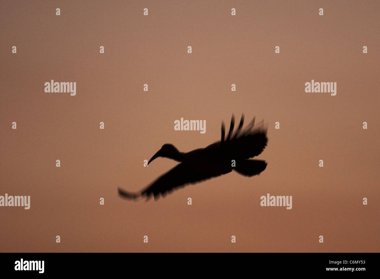 Ibis Hadeda silhouetté en vol au coucher du soleil Banque D'Images