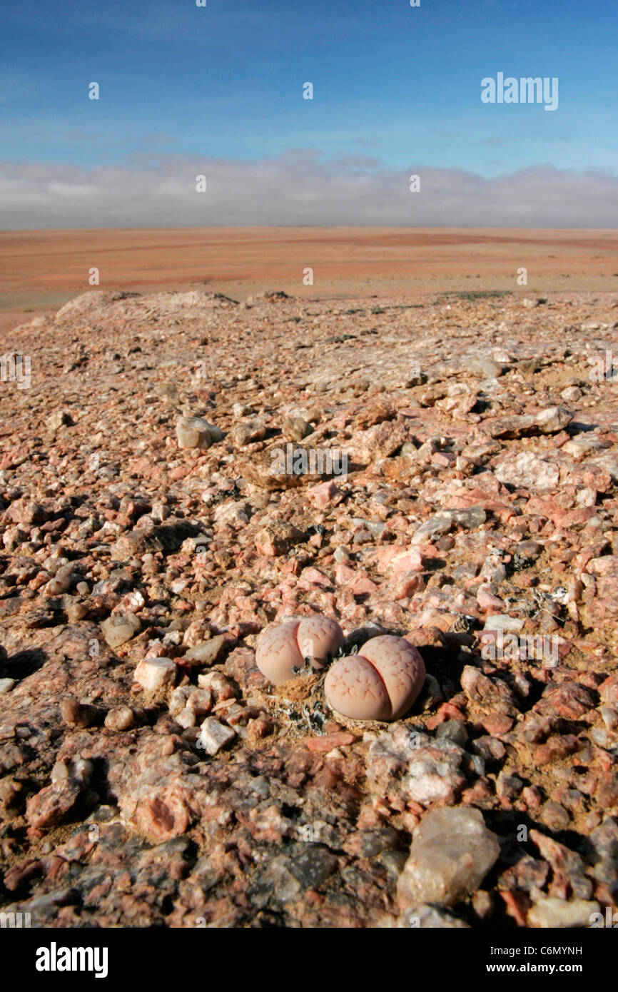 Un paysage désolé avec plantes en pierre (Lithops) visible dans l'avant-plan Banque D'Images