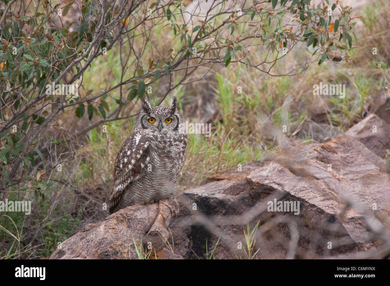 Spotted Eagle-owl Banque D'Images