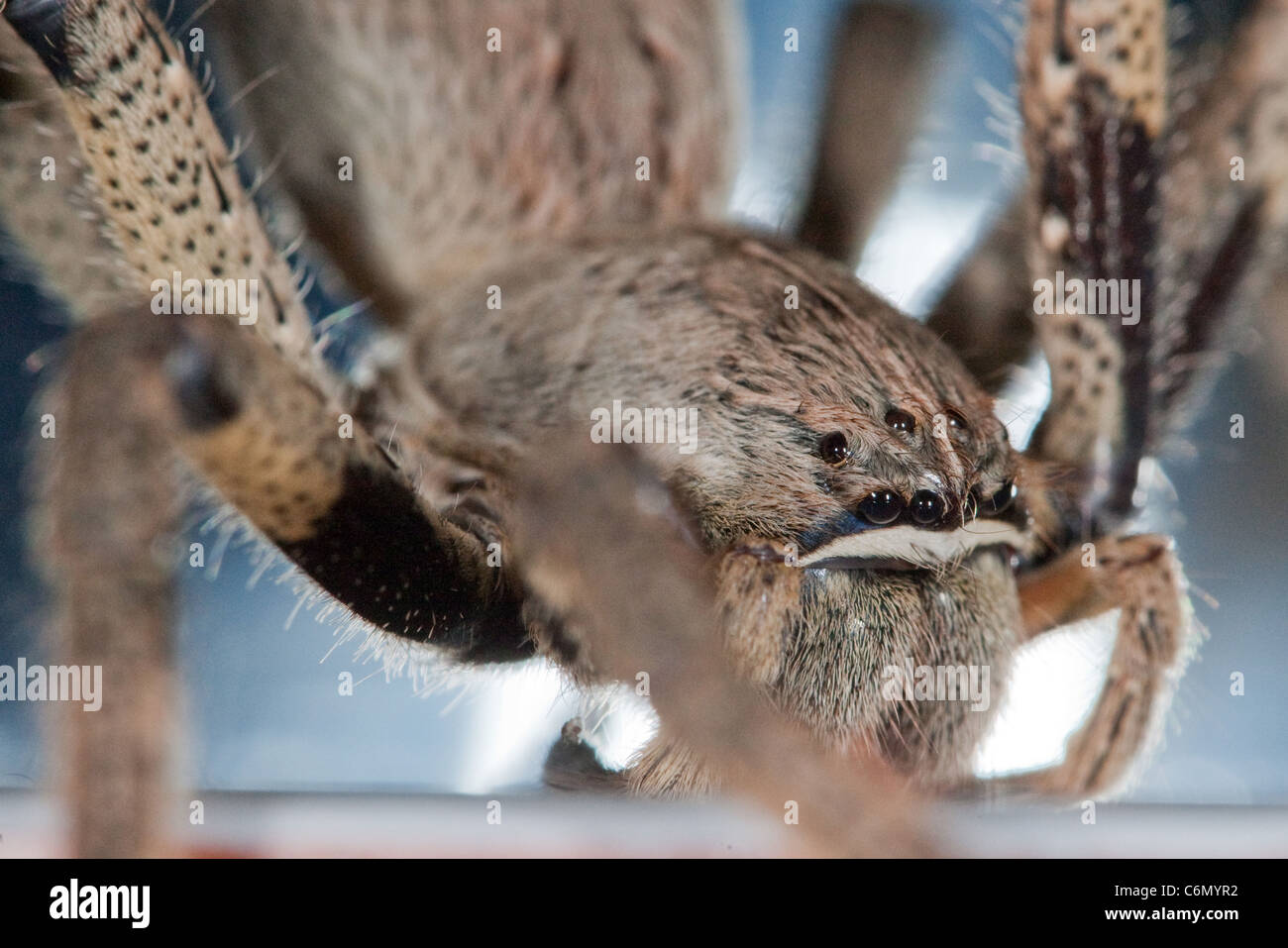 Gros plan d'une araignée de pluie Banque D'Images