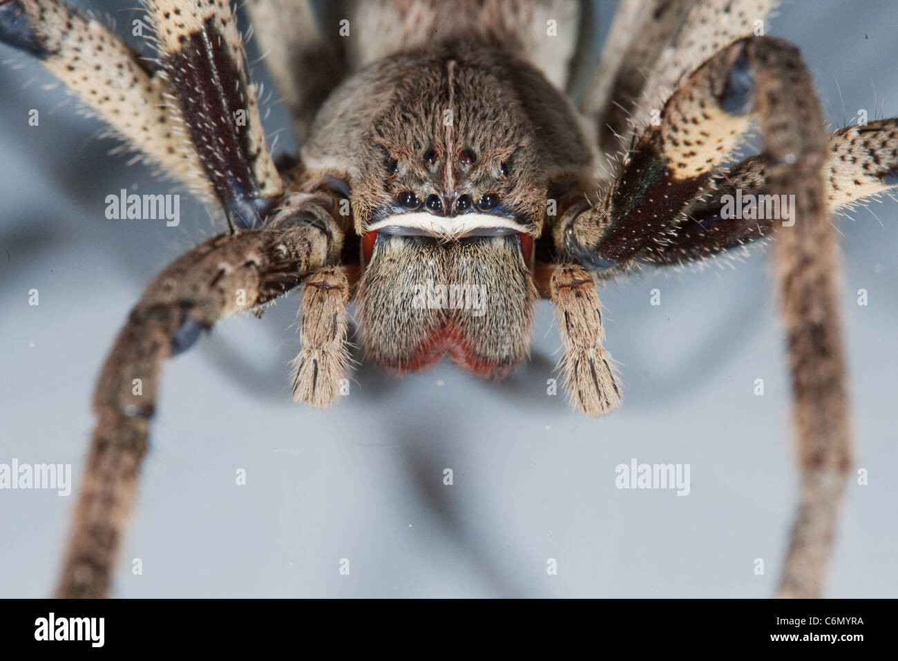 Gros plan d'une araignée de pluie Banque D'Images