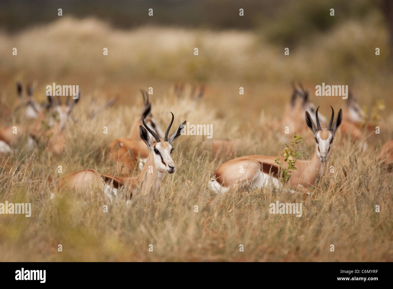 Springbok troupeau reposant dans l'herbe sèche Banque D'Images