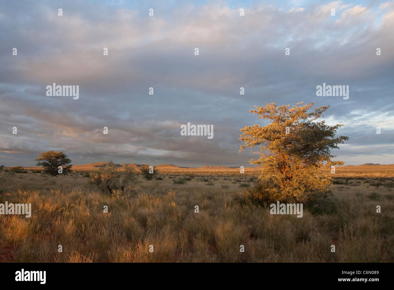 Paysage du Kalahari avec Lone Tree Banque D'Images