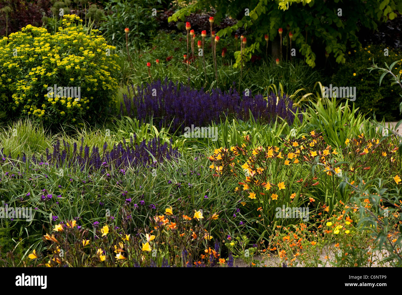 Le jardin chaud en juin, RHS Rosemoor, Devon, Angleterre, Royaume-Uni Banque D'Images