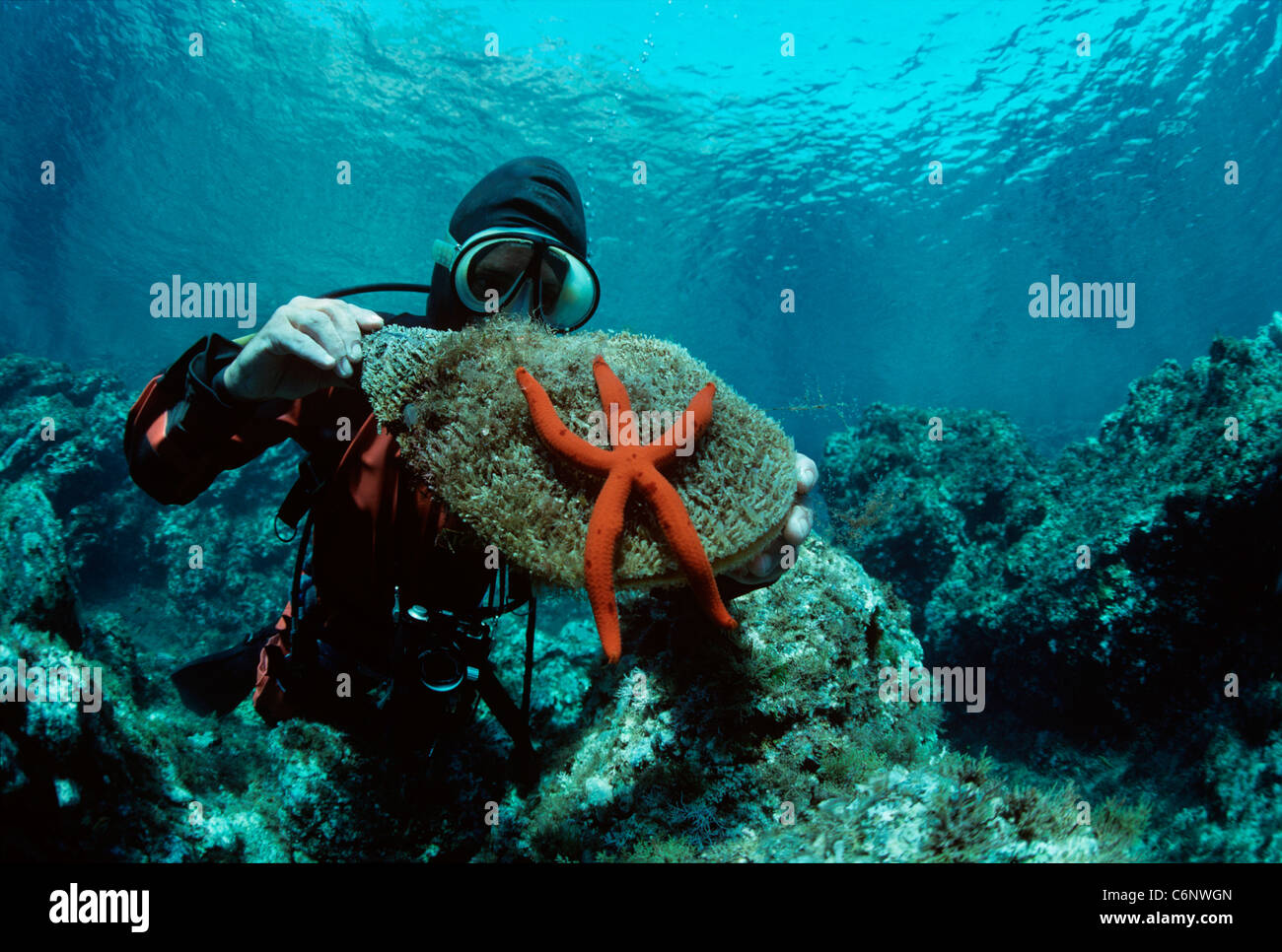 Moules du ventilateur (Kima fragilis) et Pourpre Ophidiaster ophidianus (étoile de mer) tenue par un plongeur. L'île d'Ustica, Sicile, Italie Banque D'Images