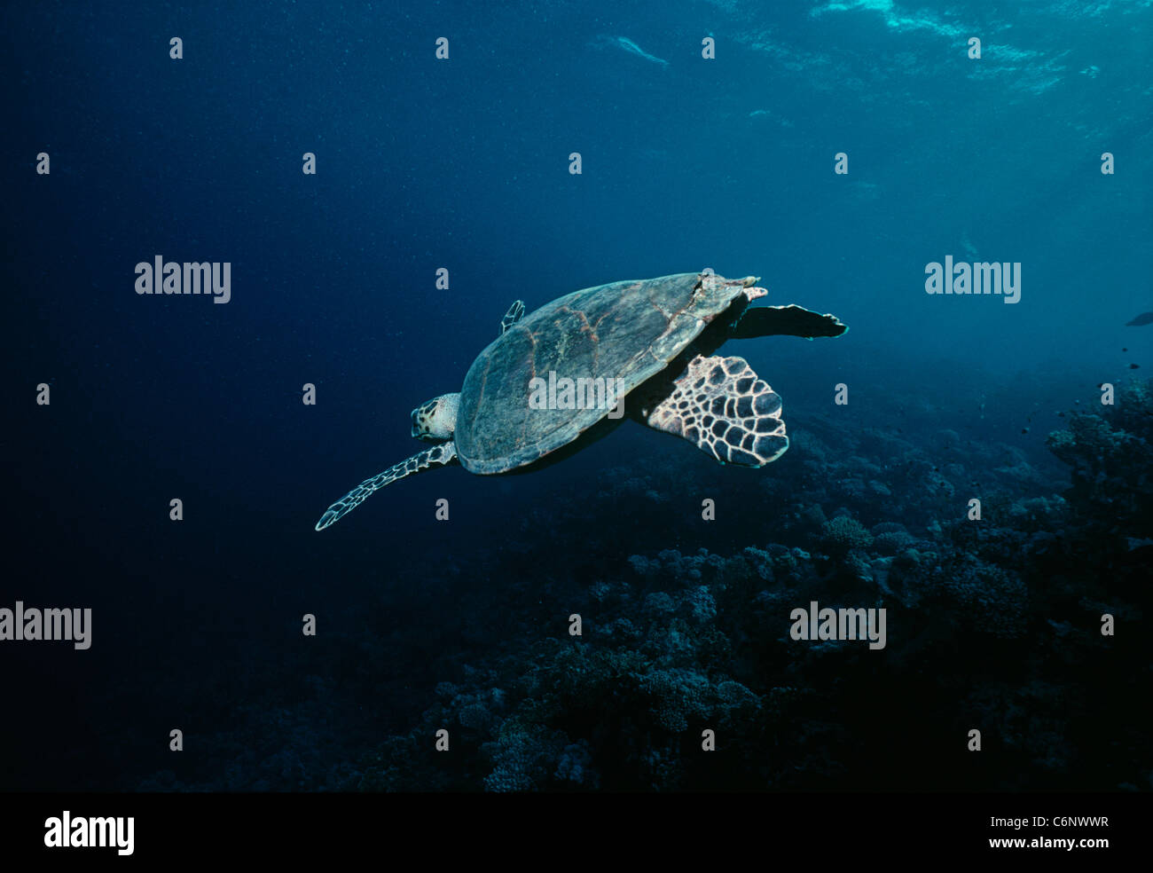 La tortue imbriquée (Eretmochelys imbricata) nager près d'un récif de corail. L'Egypte, Mer Rouge Banque D'Images