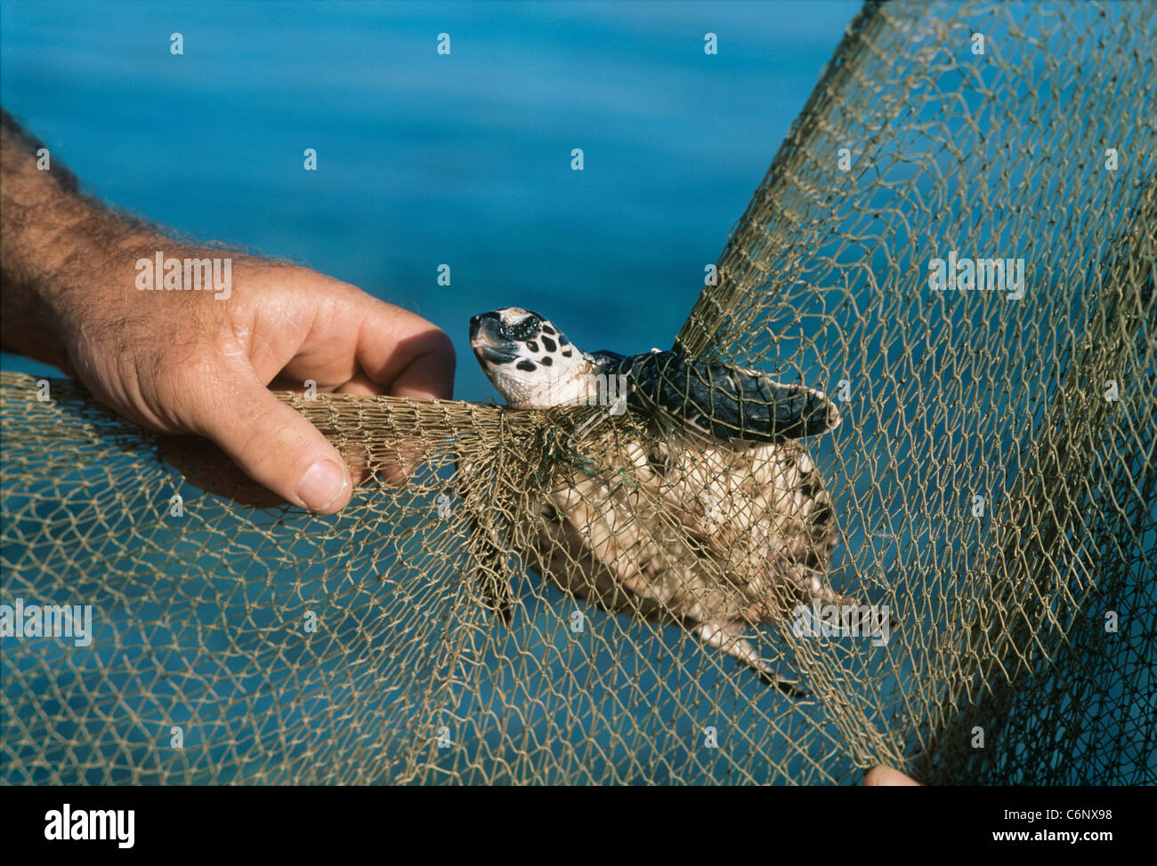 Un jeune tortue imbriquée (Eretmochelys imbricata) pris dans un filet de pêche. Eilat, Israël, Mer Rouge Banque D'Images