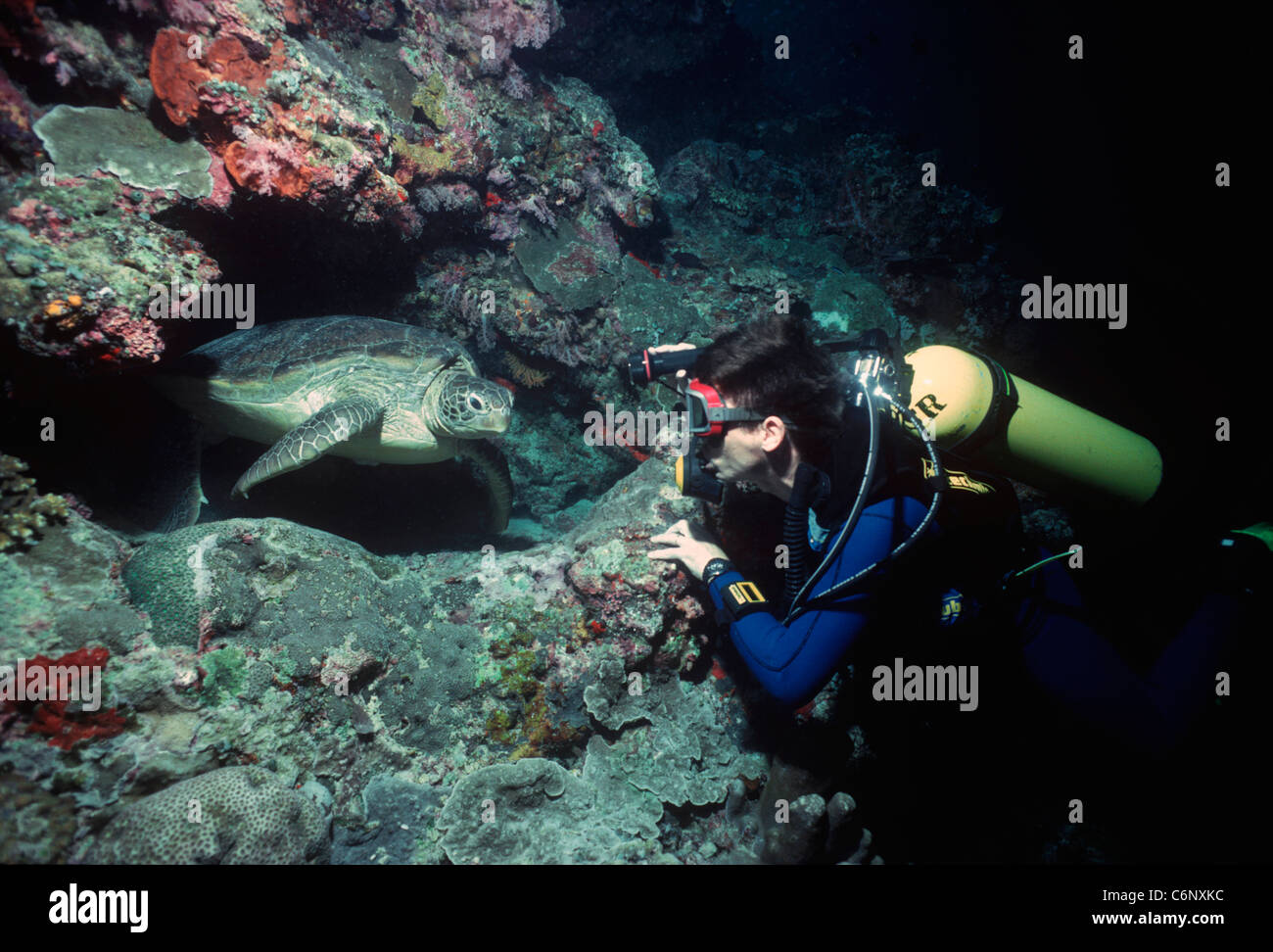 Diver observe une tortue imbriquée (Eretmochelys imbricata) sortant d'une grotte sous-marine. L'île de Sipadan, Bornéo Banque D'Images