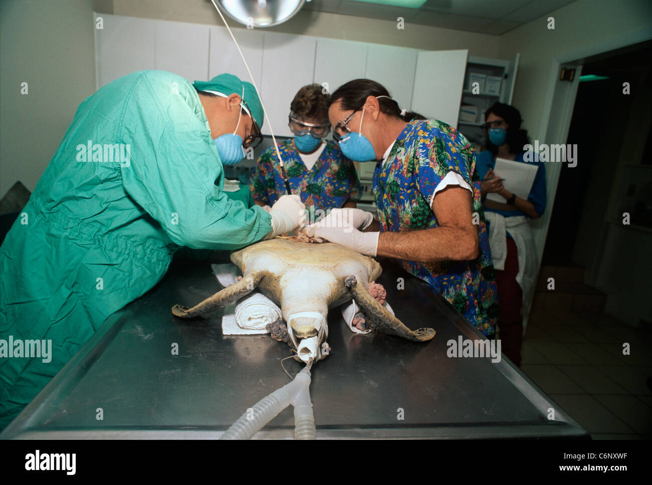Les médecins effectuer une opération pour retirer des tumeurs à partir d'une tortue caouanne (Caretta caretta). L'hôpital des tortues, Florida, USA Banque D'Images