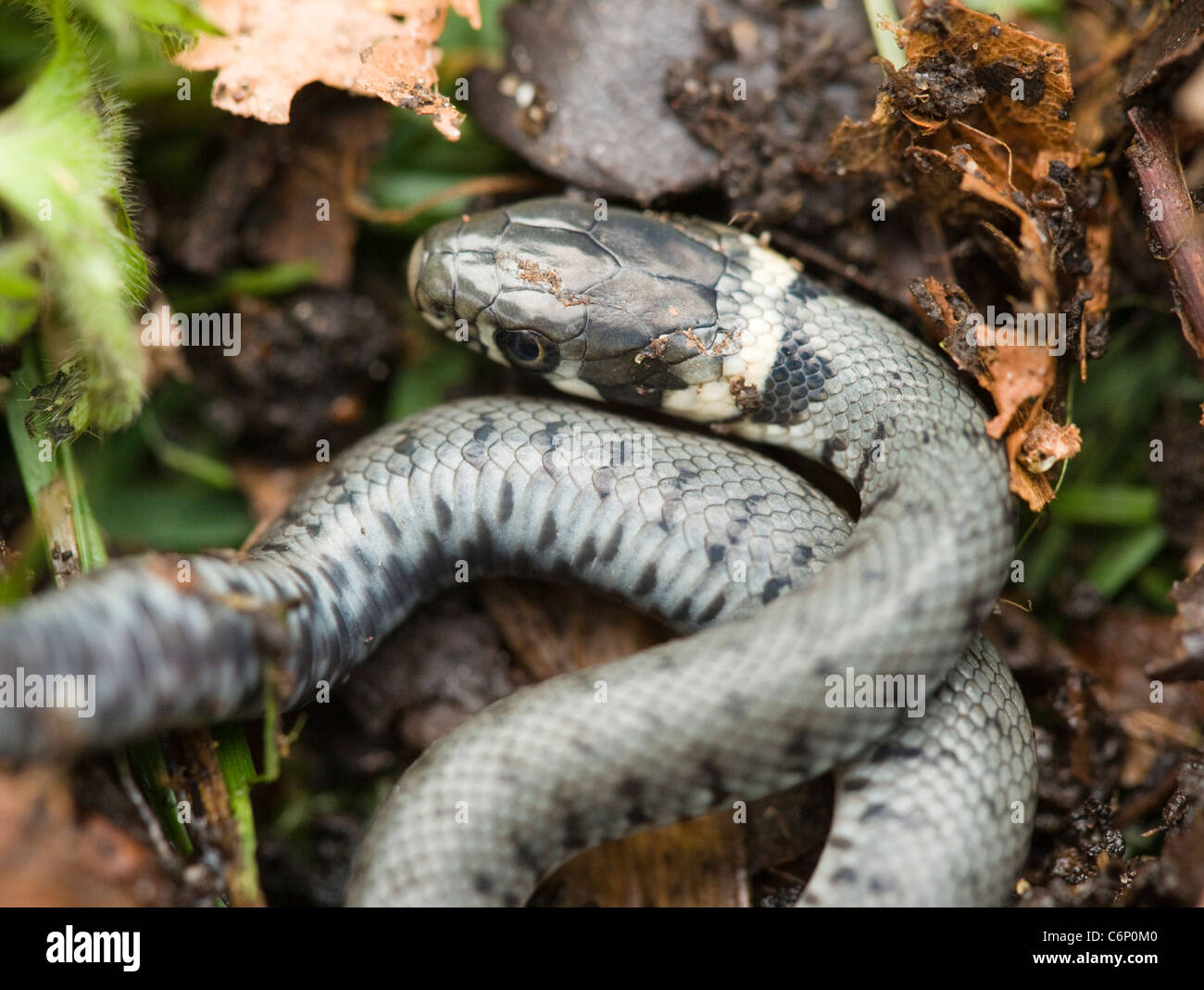 Jeune couleuvre vipérine, Natrix natrix, juste éclos. UK. Banque D'Images