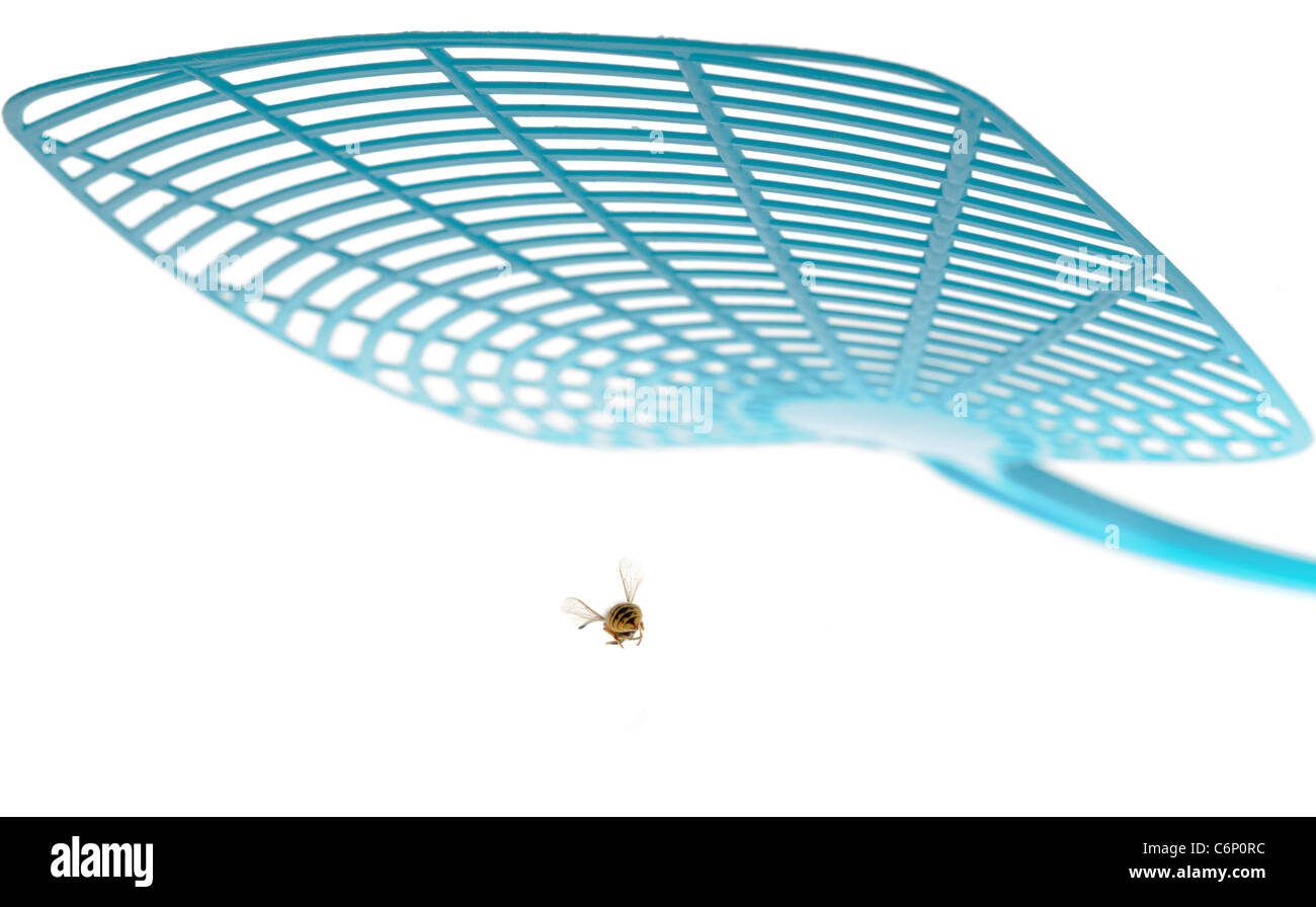 Blue fly swat swatting une guêpe en vol Banque D'Images