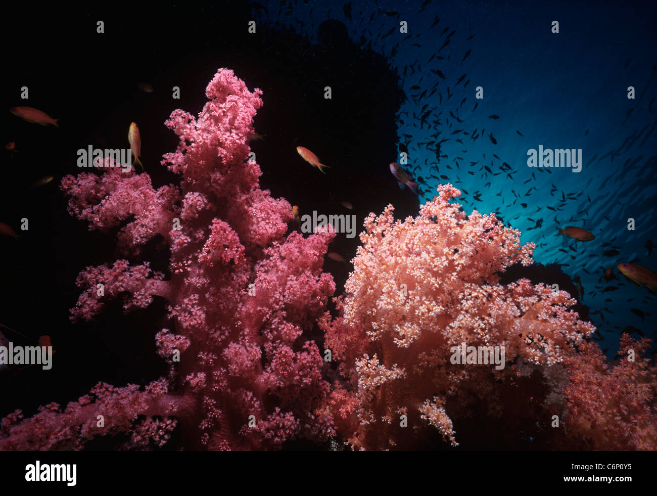 Anthias Poisson Rouge baigne parmi les Alcyonarian coral (Dendronephthya spp.) de polypes et d'alimentation ouvert. Mer Rouge, Egypte Banque D'Images