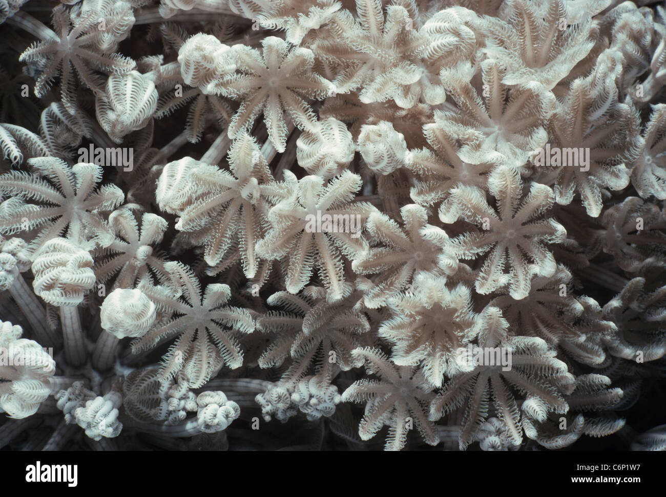 Xenia Xenia umbellata) Corail (ouvert et polypes se nourrissant de plancton. Mer Rouge, Egypte Banque D'Images