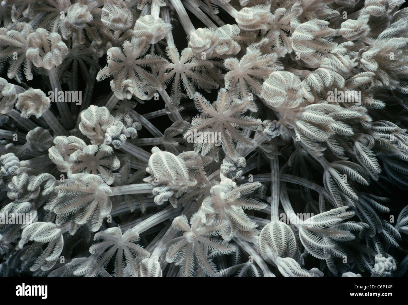 Xenia Xenia umbellata) Corail (ouvert et polypes se nourrissant de plancton. Mer Rouge, Egypte Banque D'Images