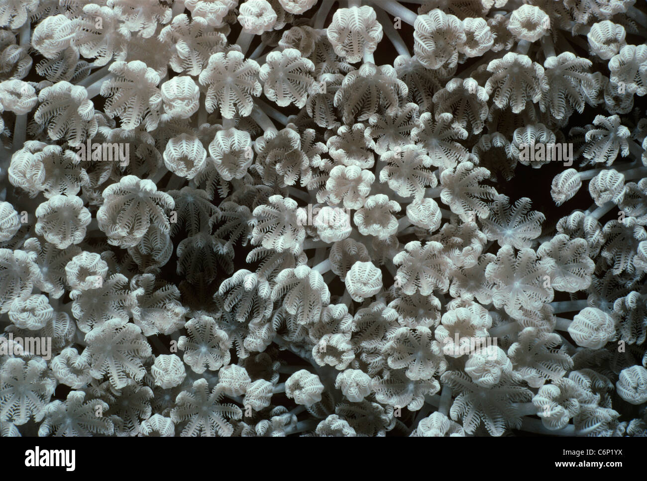 Xenia Xenia umbellata) Corail (ouvert et polypes se nourrissant de plancton. Mer Rouge, Egypte Banque D'Images