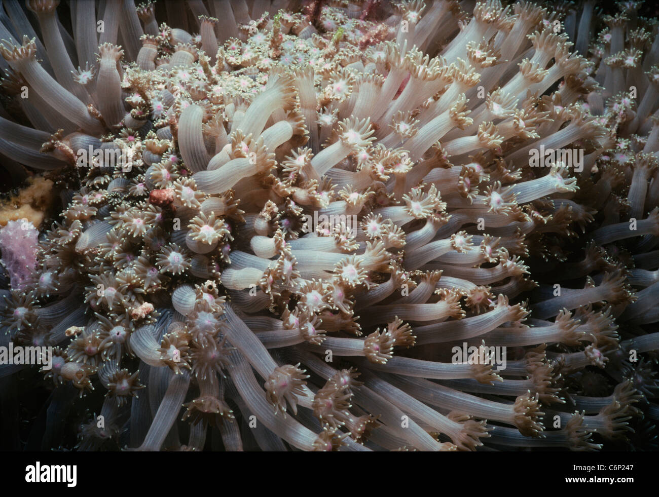 Xenia Xenia umbellata) Corail (ouvert et polypes se nourrissant de plancton. L'île de Sipadan, Bornéo, Mer de Chine du Sud Banque D'Images