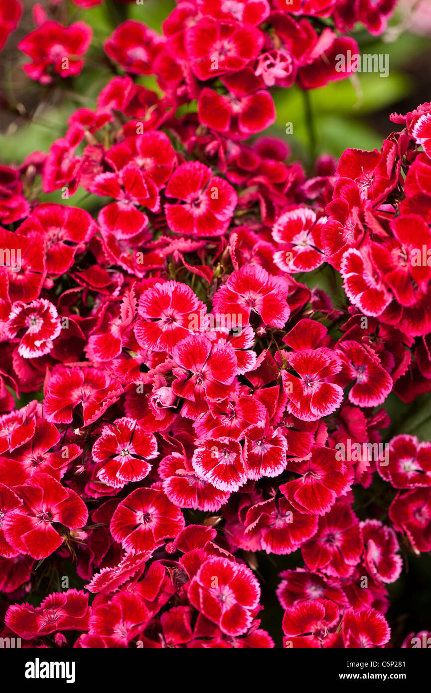 Sweet Williams, Dianthus barbatus 'Auricula Eyed' mixte, en fleurs Banque D'Images