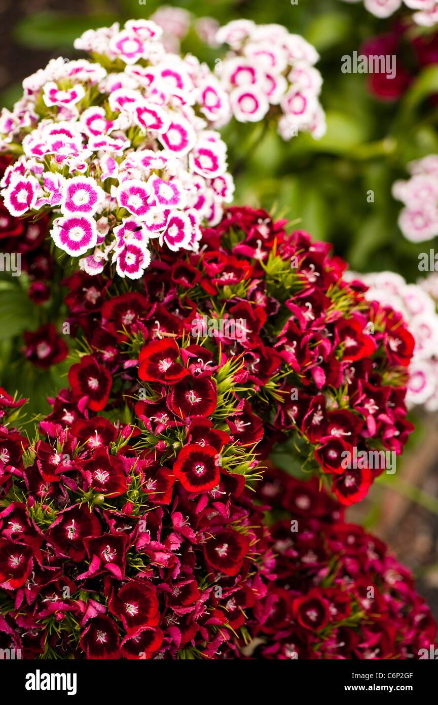 Sweet Williams, Dianthus barbatus 'Auricula Eyed' mixte, en fleurs Banque D'Images