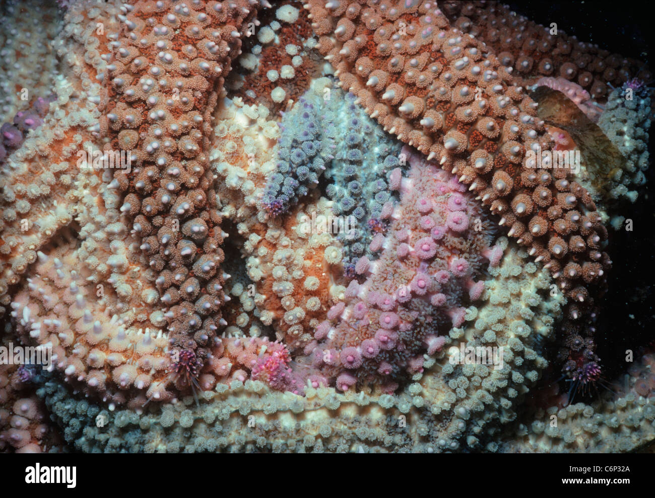 Le nord de l'étoile de mer (Asterias vulgaris) se nourrissent de moules. Ouessant, Bretagne, France, Océan Atlantique. Banque D'Images