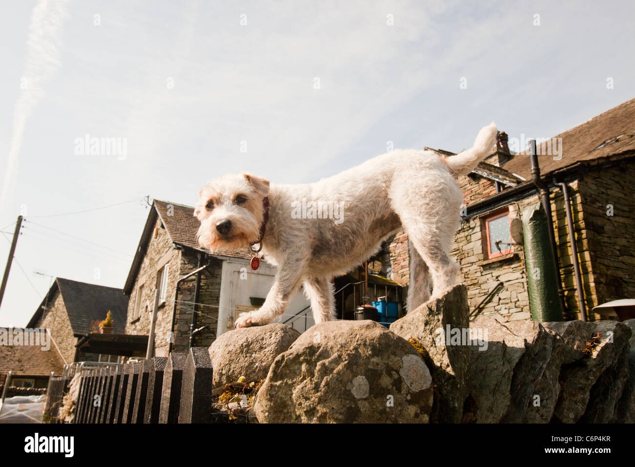 Un chien sur un mur dans le jardin Chapelle Stile, Langdale, Royaume-Uni. Banque D'Images