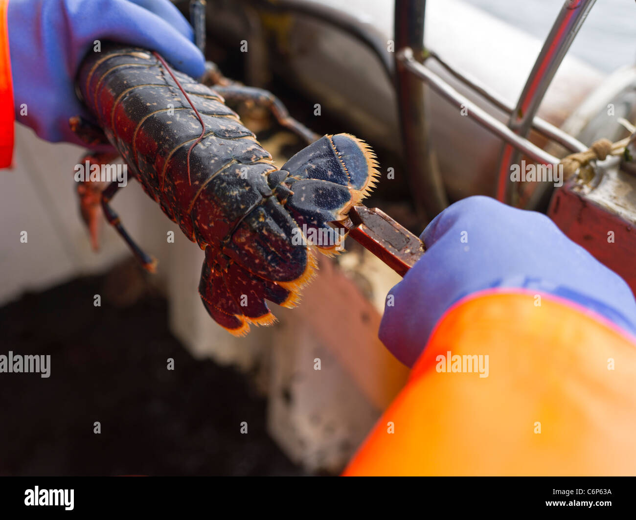 dh PÊCHE ORKNEY faisant V dans la queue de homard prêt à jeter dans la mer de queues de poisson du royaume-uni Banque D'Images