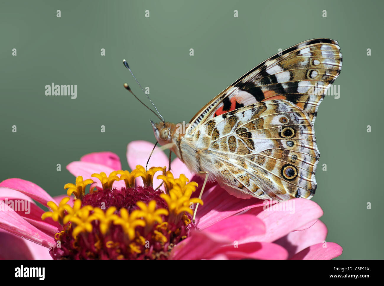 Butterfly (belle dame) assis sur fleur Banque D'Images