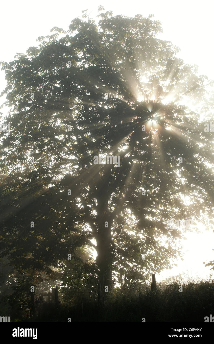 Les rayons du soleil à travers Horse Chestnut Tree tôt le matin dans la campagne anglaise misty Banque D'Images
