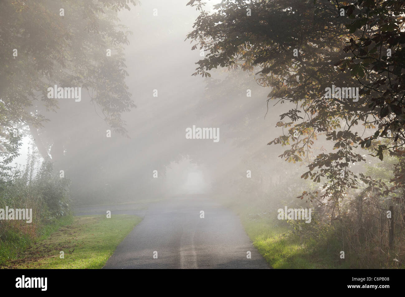 Les rayons du soleil à travers les marronniers sur une route de campagne en campagne anglaise misty tôt le matin Banque D'Images