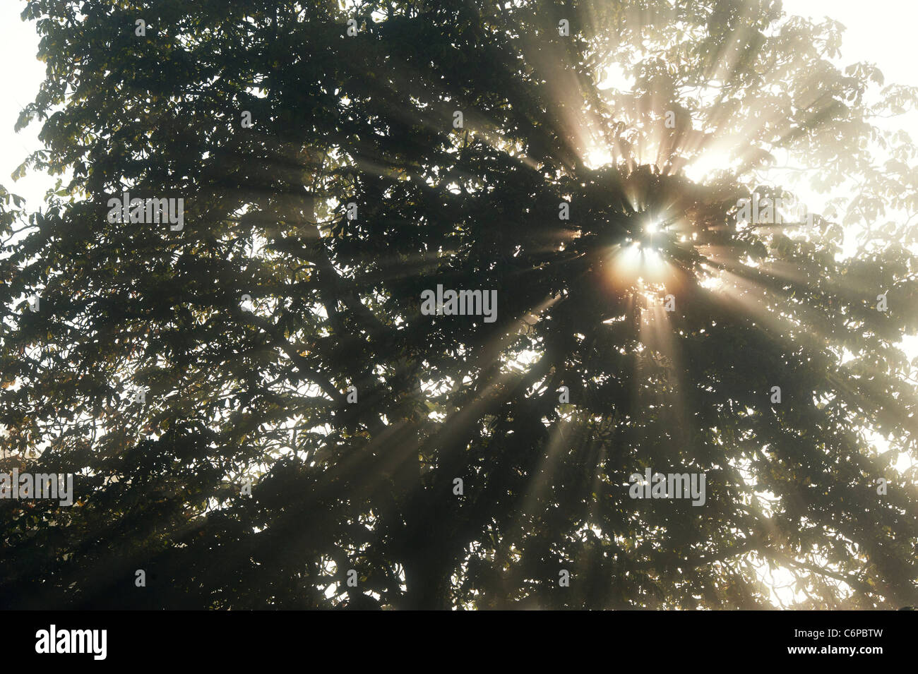 Les rayons du soleil à travers Horse Chestnut Tree tôt le matin dans la campagne anglaise misty Banque D'Images