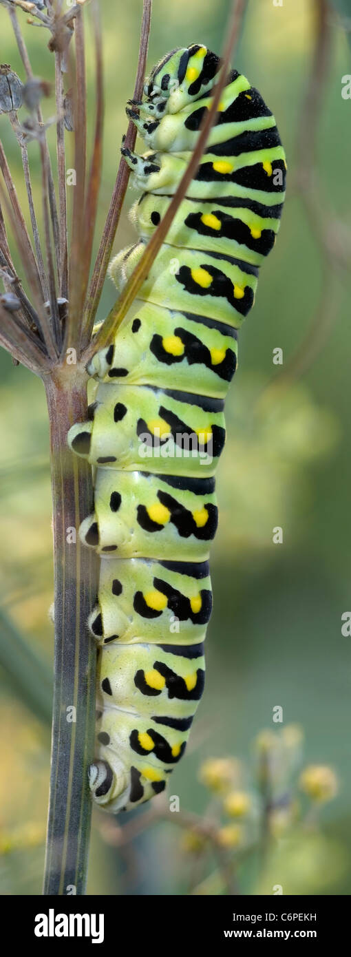 Une image aux couleurs vives, Caterpillar Swallowtail Noir Papilio polyxenes Banque D'Images