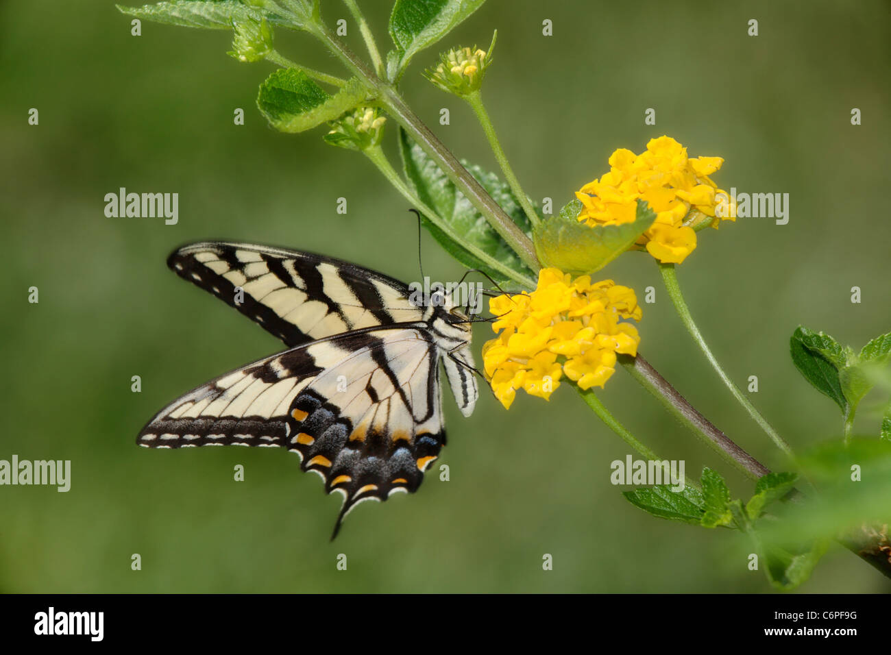 Un papillon, l'Est Sur Tiger Swallowtail Papilio glaucus, fleurs jaune Banque D'Images