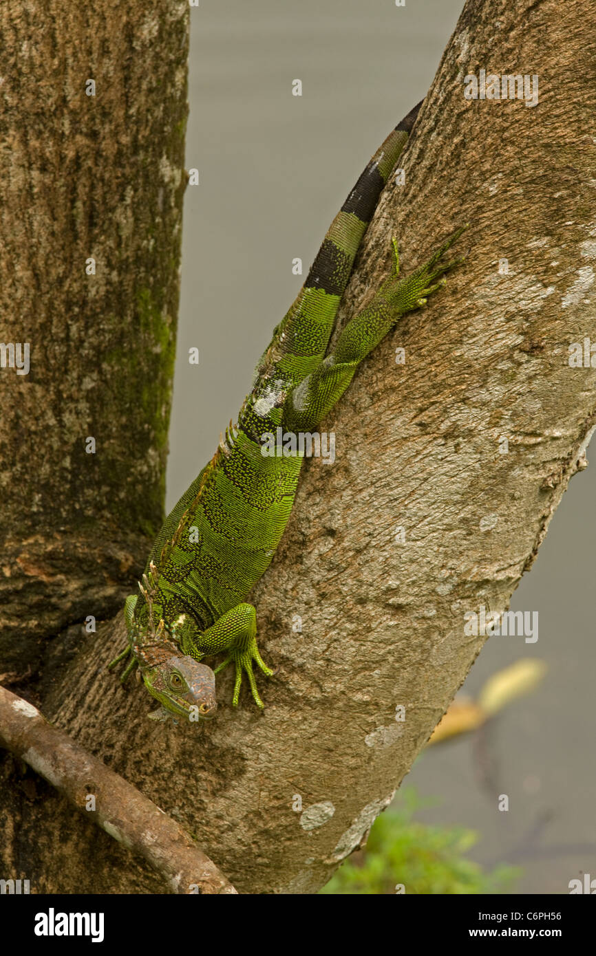 - Iguane vert (Iguana iguana) - Costa Rica - Tropical Rainforest Banque D'Images