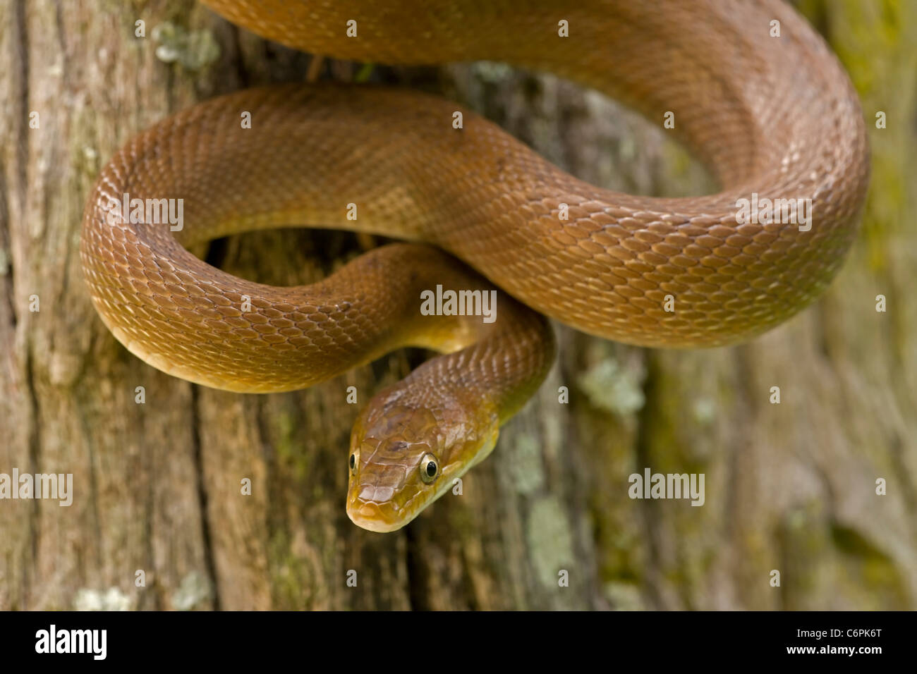 Serpent Rat Tropical-(Senticolis triaspis) Costa Rica forêt tropicale sèche Banque D'Images