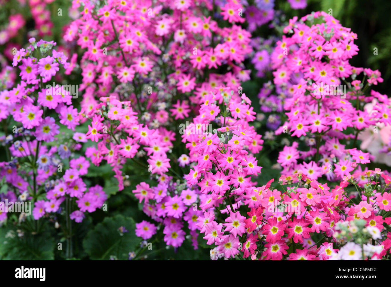 La literie de l'été fleurs Banque D'Images