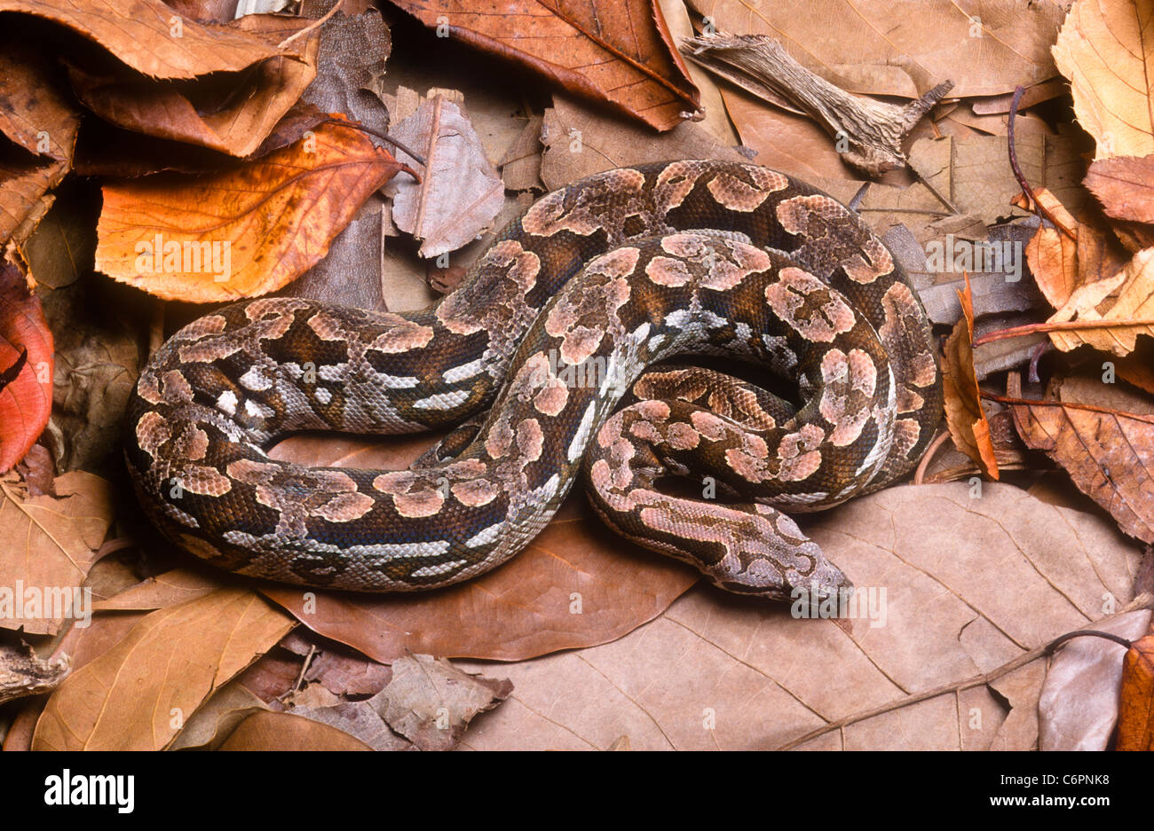 Dumeril boa, Boa dumerili's, Madagascar Banque D'Images