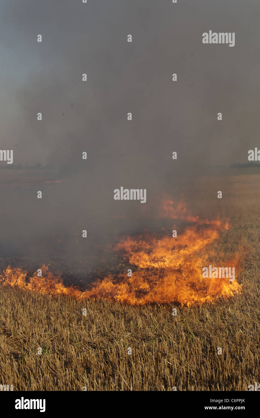 Incendie dans le domaine de la chaume de blé Banque D'Images