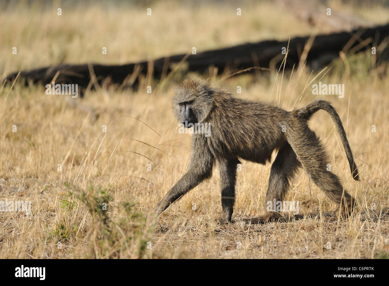 Babouin jaune - babouin (Papio cynocephalus savane) marcher dans l'herbe Banque D'Images