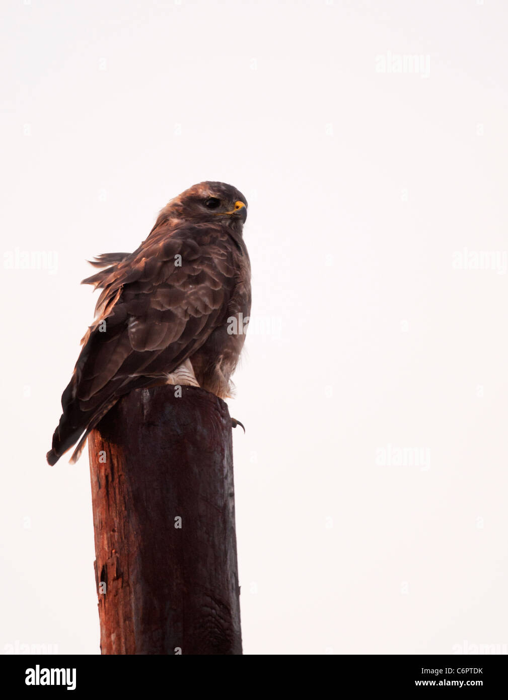 Buse variable, Buteo buteo perché poteau télégraphique in early morning light Banque D'Images