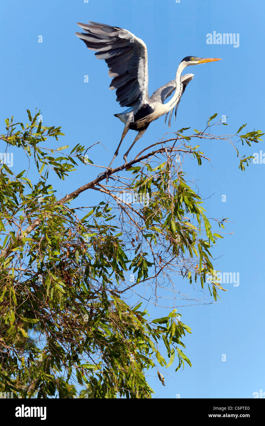 Ardea cocoi, parc national Madidi mosaic (pampas del rio Yacuma), Cocoi heron, Bolivie Banque D'Images