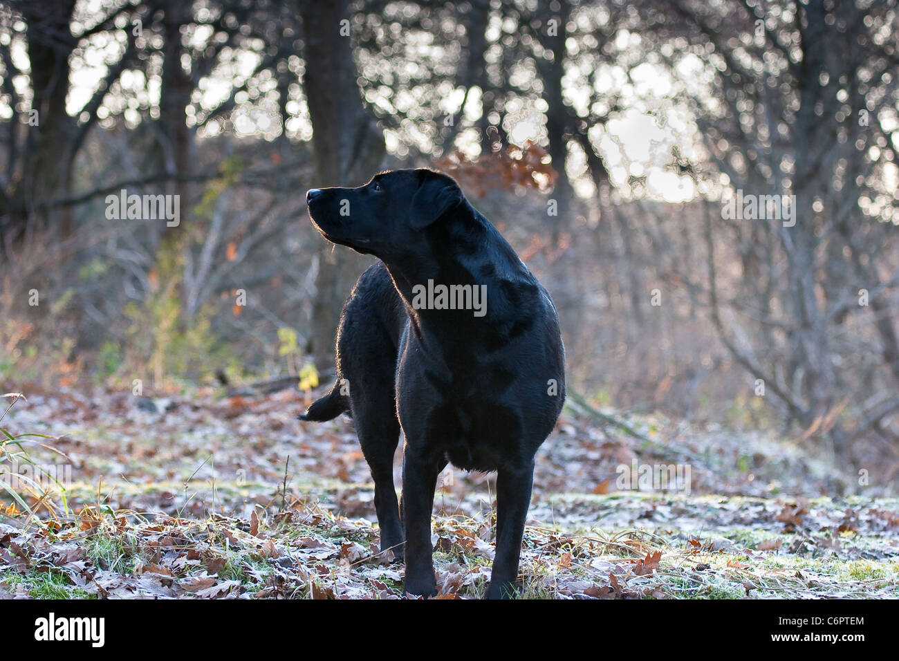 Labrador Retriever renifle l'air sur l'hivers matin givré Banque D'Images