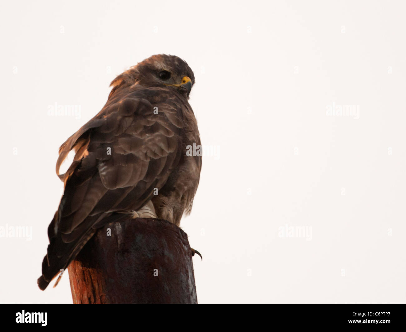 Buse variable, Buteo buteo perché poteau télégraphique in early morning light Banque D'Images