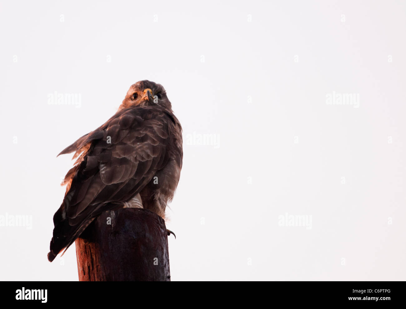 Buse variable, Buteo buteo perché poteau télégraphique in early morning light Banque D'Images