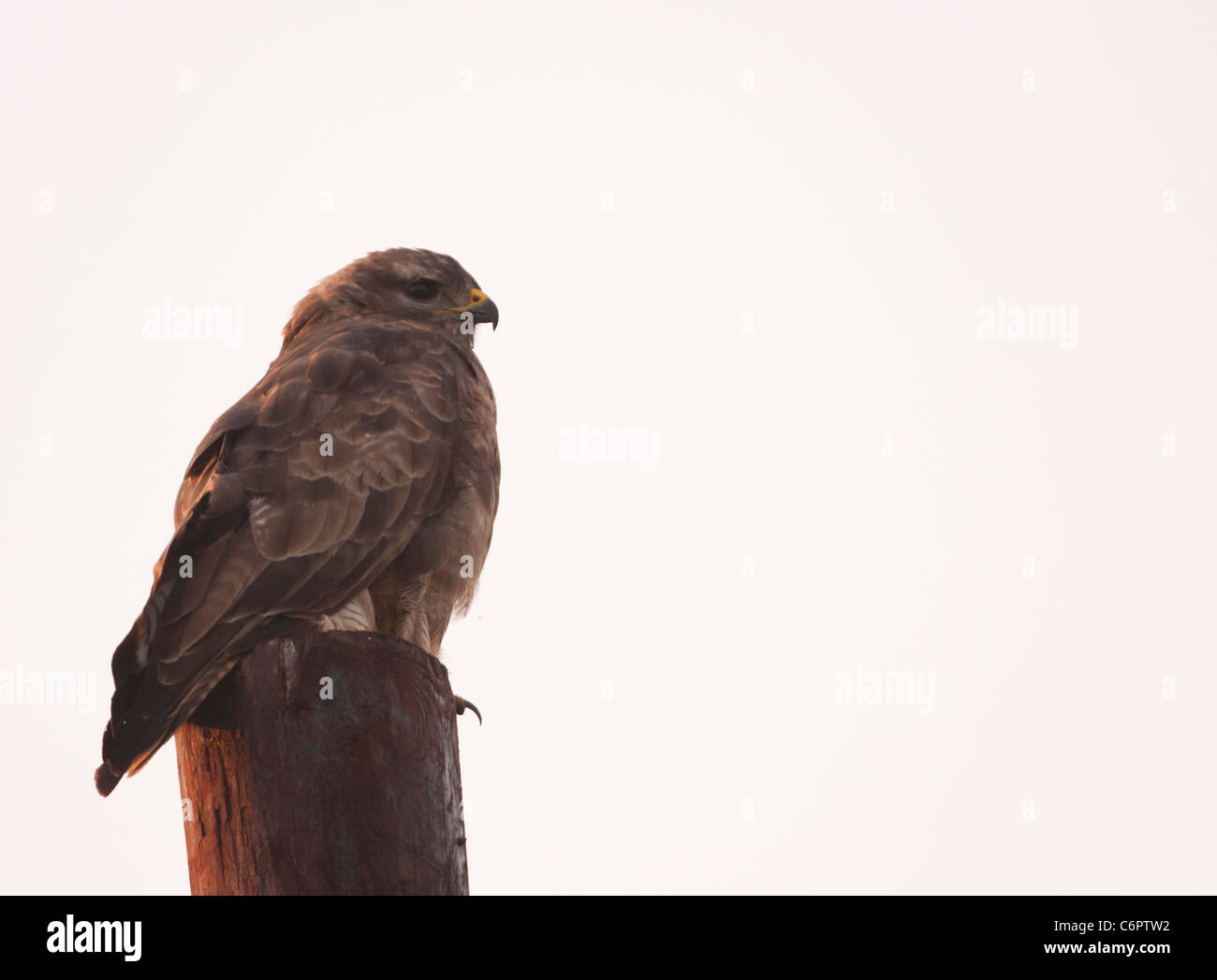 Buse variable, Buteo buteo perché poteau télégraphique in early morning light Banque D'Images