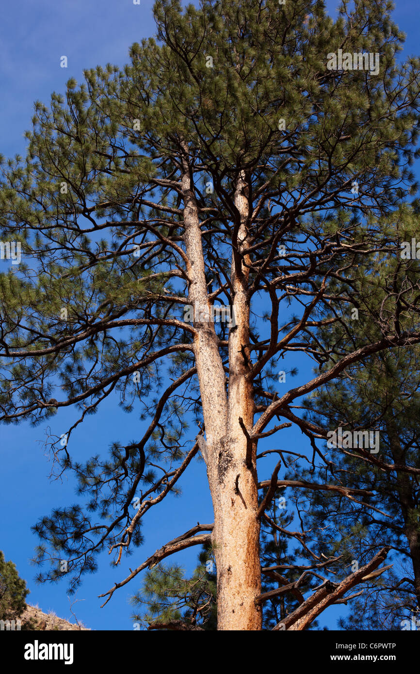 Un côté d'un pin en Bandelier National Monument montre les dommages causés par l'incendie - New Mexico, USA. Banque D'Images