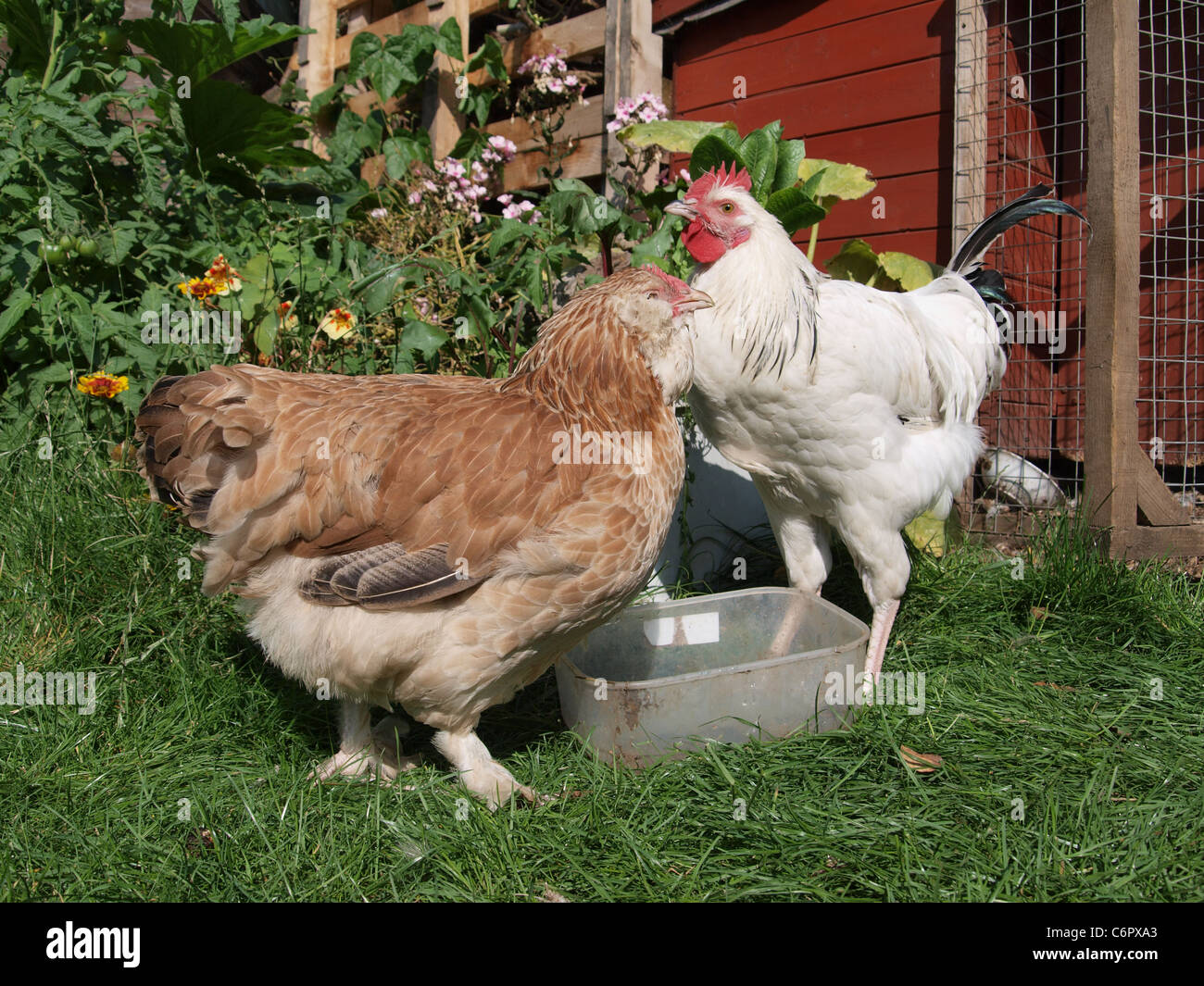 Faverolles poule(à gauche) et de Sussex Coquelet dans le jardin arrière. UK Banque D'Images